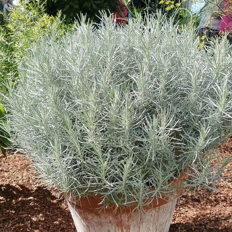 Curry PLANT (LIVE STARTER PLANT) PERENNIAL HERB - Caribbean garden seed