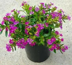 Cuphea Mexican Heather, Allyson PURPLE (LIVE STARTER PLANT)  flowering SHRUB - Caribbean garden seed