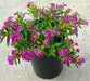 Cuphea Mexican Heather, Allyson PURPLE (LIVE STARTER PLANT)  flowering SHRUB - Caribbean garden seed