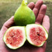C’s Red Fig Fruit Tree,Perennial shrub, 1 Plant , - Caribbean garden seed