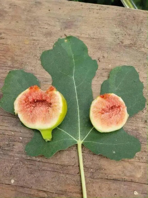C’s Red Fig Fruit Tree,Perennial shrub, 1 Plant , - Caribbean garden seed