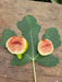 C’s Red Fig Fruit Tree,Perennial shrub, 1 Plant , - Caribbean garden seed