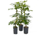 C’s Red Fig Fruit Tree,Perennial shrub, 1 Plant , - Caribbean garden seed