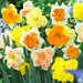 Daffodil  'Butterfly Mixture' BULBS - Caribbean garden seed