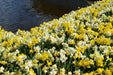 Daffodil Bulb ,Fragrant Mix, excellent for naturalizing - Caribbean garden seed