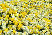 Daffodil  'Large Flowering Mixture' - Daffodil Bulb Size 12/14  cm - Caribbean garden seed