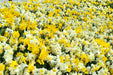Daffodil  'Large Flowering Mixture' - Daffodil Bulb Size 12/14  cm - Caribbean garden seed