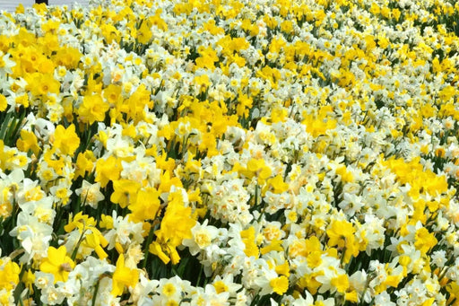 Daffodil  'Large Flowering Mixture' - Daffodil Bulb Size 12/14  cm - Caribbean garden seed