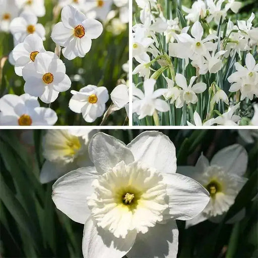 Daffodil "all white Mix" fall planting Bulb - Caribbean garden seed