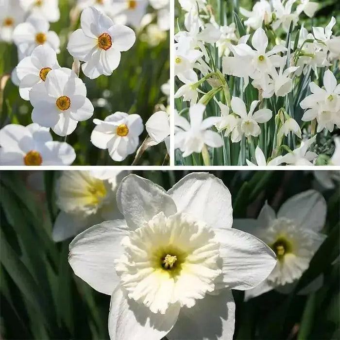 Daffodil "all white Mix" fall planting Bulb - Caribbean garden seed