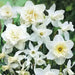 Daffodil "all white Mix" fall planting Bulb - Caribbean garden seed