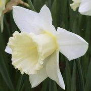 Daffodil "all white Mix" fall planting Bulb - Caribbean garden seed