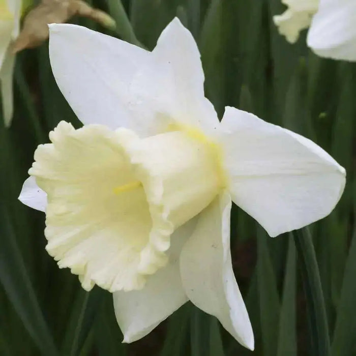 Daffodil "all white Mix" fall planting Bulb - Caribbean garden seed