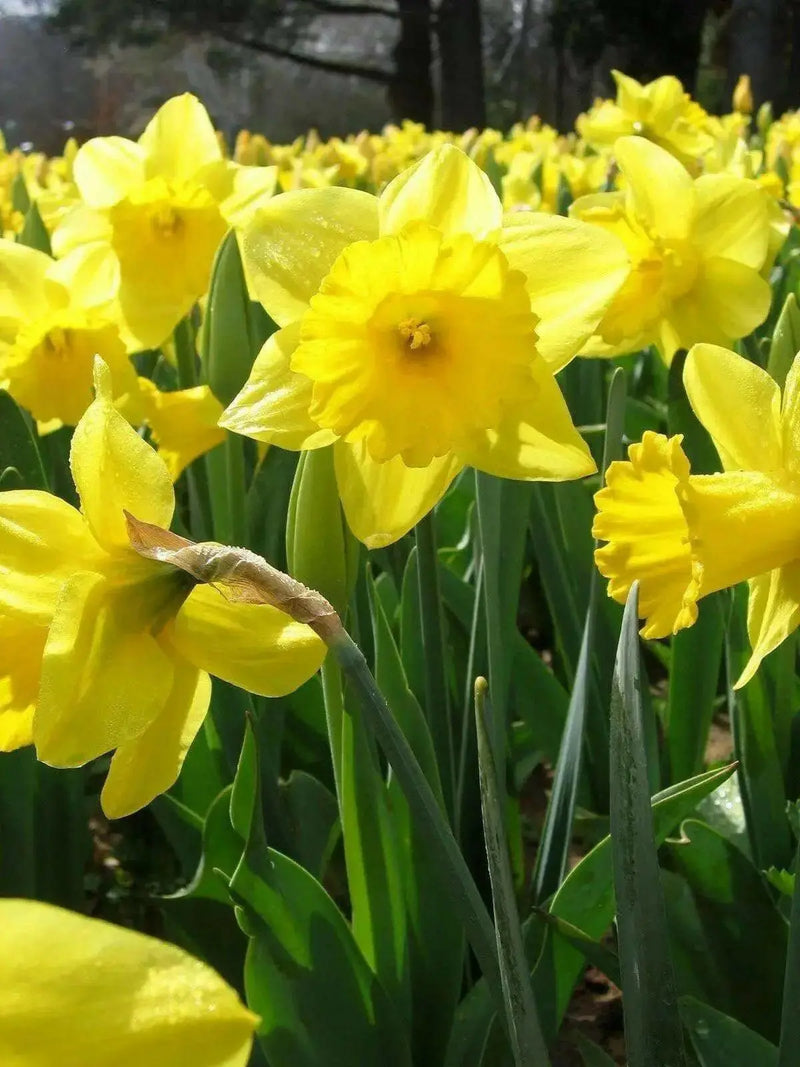 Daffodil Bulb- Eight Week of Blooms , Long lasting, easy care, deer resistant perennials~Fall Planting - Caribbean garden seed