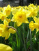 Daffodil Bulb- Eight Week of Blooms , Long lasting, easy care, deer resistant perennials~Fall Planting - Caribbean garden seed