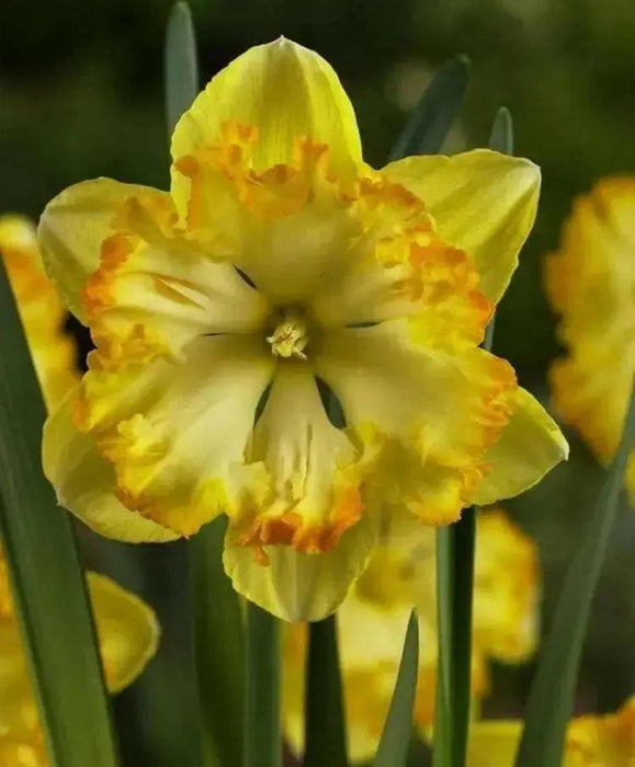 Daffodil BLAZING STARLET Bulbs , Top size 14/16 cm - Caribbean garden seed