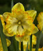 Daffodil BLAZING STARLET Bulbs , Top size 14/16 cm - Caribbean garden seed