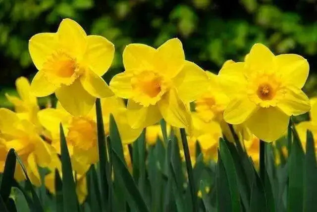 Daffodil Bulb- Carlton, YELLOW fall flowers bulbs - Caribbean garden seed