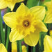 Daffodil Bulb- Carlton, YELLOW fall flowers bulbs - Caribbean garden seed