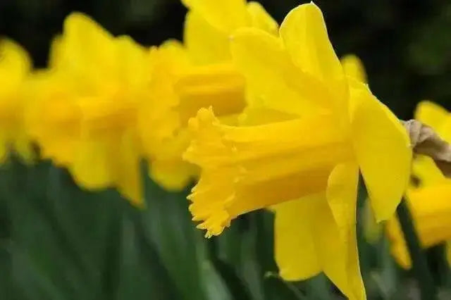 Daffodil Bulb- Carlton, YELLOW fall flowers bulbs - Caribbean garden seed