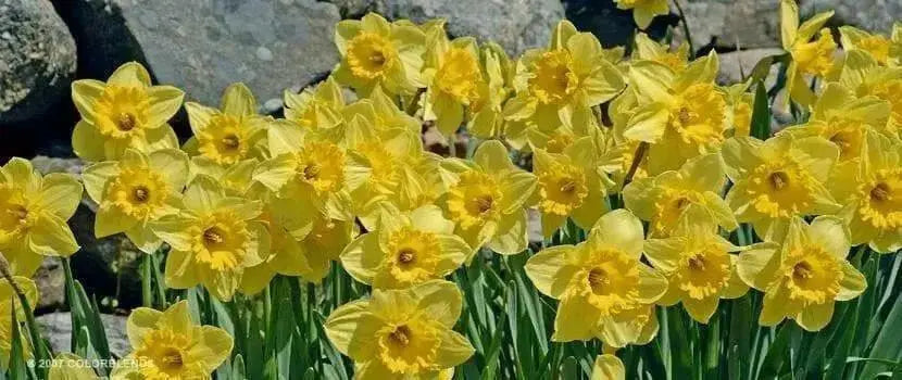 Daffodil Bulb- Carlton, YELLOW fall flowers bulbs - Caribbean garden seed