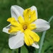 Daffodil Bulb- Canasta, Perennials PLANT ~ Fall planting, bloom spring - Caribbean garden seed