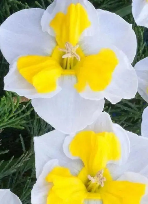 Daffodil Bulb- Canasta, Perennials PLANT ~ Fall planting, bloom spring - Caribbean garden seed