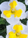 Daffodil Bulb- Canasta, Perennials PLANT ~ Fall planting, bloom spring - Caribbean garden seed