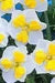 Daffodil Bulb- Canasta, Perennials PLANT ~ Fall planting, bloom spring - Caribbean garden seed