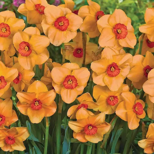 Daffodil Altruist, SMALL CUP,BULBS Size 12/14 cm - Caribbean garden seed