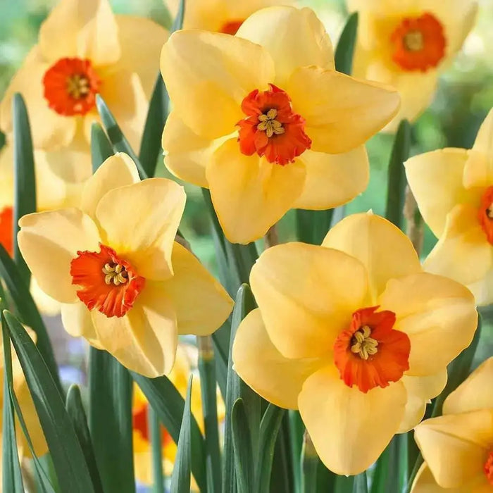 Daffodil Altruist, SMALL CUP,BULBS Size 12/14 cm - Caribbean garden seed