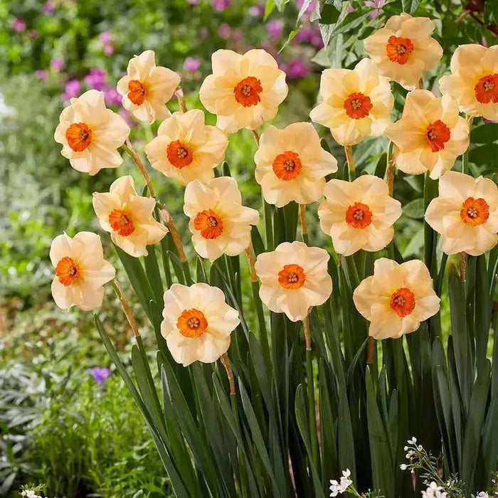 Daffodil Altruist, SMALL CUP,BULBS Size 12/14 cm - Caribbean garden seed