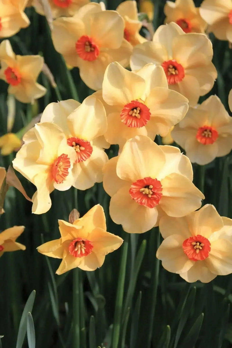 Daffodil Altruist, SMALL CUP,BULBS Size 12/14 cm - Caribbean garden seed