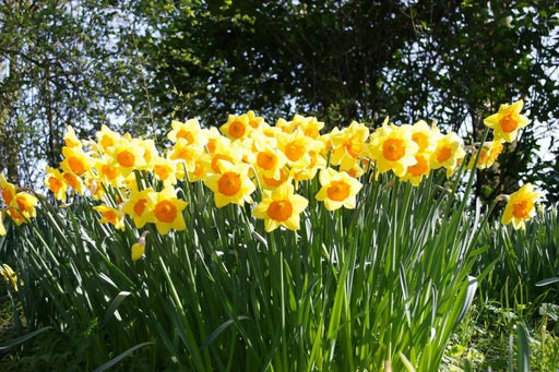 Daffodil Bulb- Fortissimo, Long lasting, easy care, deer resistant perennials - Caribbean garden seed