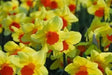 Daffodil Bulb- Fortissimo, Long lasting, easy care, deer resistant perennials - Caribbean garden seed