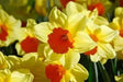 Daffodil Bulb- Fortissimo, Long lasting, easy care, deer resistant perennials - Caribbean garden seed