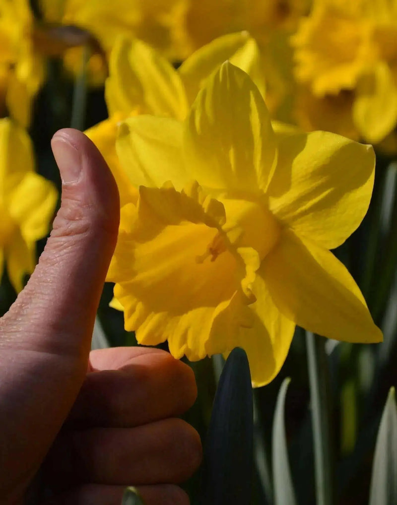 Daffodil Bulb- Marieke, Long lasting, easy care, deer resistant perennials~ Fall Planting - Caribbean garden seed