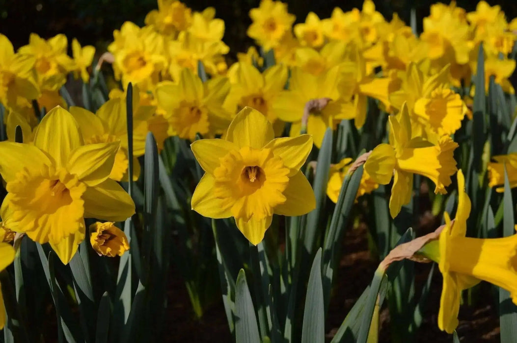 Daffodil Bulb- Marieke, Long lasting, easy care, deer resistant perennials~ Fall Planting - Caribbean garden seed