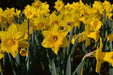Daffodil Bulb- Marieke, Long lasting, easy care, deer resistant perennials~ Fall Planting - Caribbean garden seed