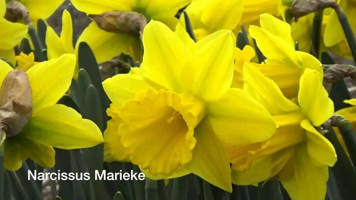 Daffodil Bulb- Marieke, Long lasting, easy care, deer resistant perennials~ Fall Planting - Caribbean garden seed