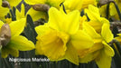 Daffodil Bulb- Marieke, Long lasting, easy care, deer resistant perennials~ Fall Planting - Caribbean garden seed