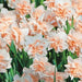 Daffodil Bulb- Delnashaugh Double flowers. FALL PLANTING - Caribbean garden seed