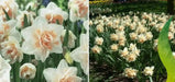 Daffodil Bulb- Delnashaugh Double flowers. FALL PLANTING - Caribbean garden seed
