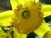 Daffodil Bulb- Mando, Long lasting, easy care, deer resistant perennials~ Fall Planting - Caribbean garden seed
