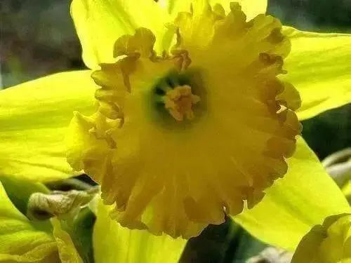 Daffodil Bulb- Mando, Long lasting, easy care, deer resistant perennials~ Fall Planting - Caribbean garden seed
