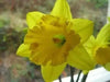 Daffodil Bulb- Mando, Long lasting, easy care, deer resistant perennials~ Fall Planting - Caribbean garden seed
