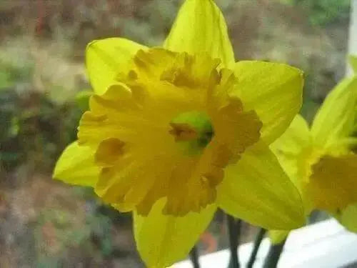 Daffodil Bulb- Mando, Long lasting, easy care, deer resistant perennials~ Fall Planting - Caribbean garden seed