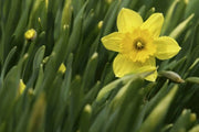 Daffodil Bulb- Mando, Long lasting, easy care, deer resistant perennials~ Fall Planting - Caribbean garden seed