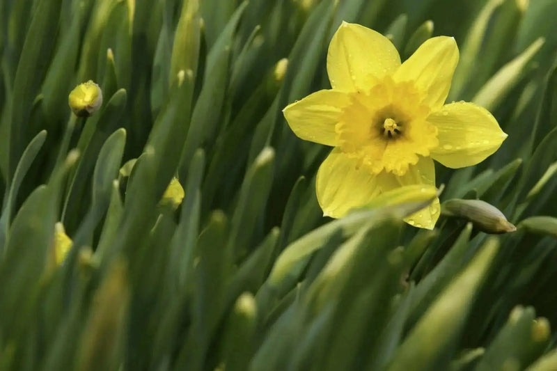 Daffodil Bulb- Mando, Long lasting, easy care, deer resistant perennials~ Fall Planting - Caribbean garden seed