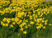 Daffodil Bulb- Mini NARCISSUS ,February Gold - Caribbean garden seed